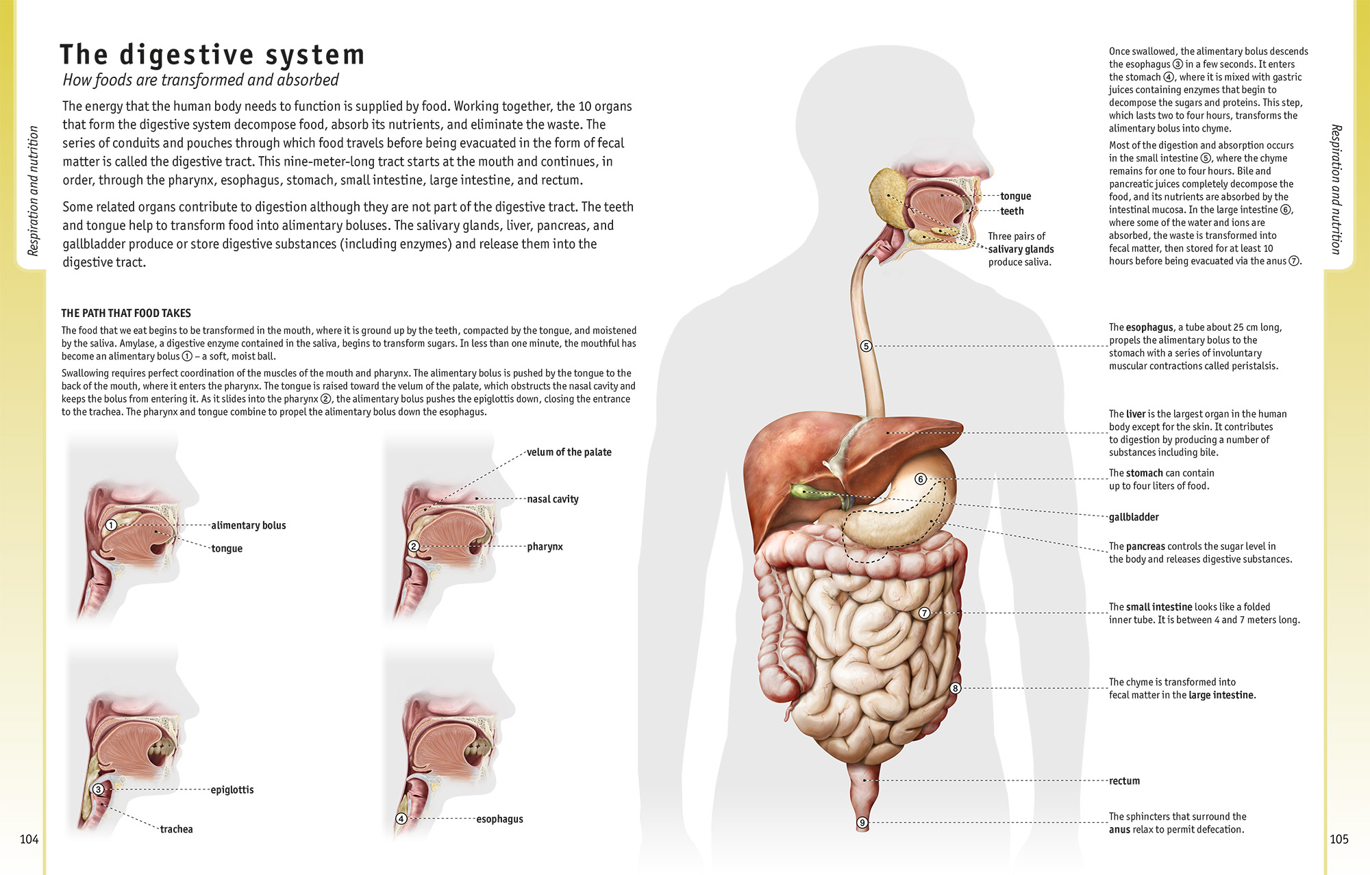 Understanding the Human Body - QA international