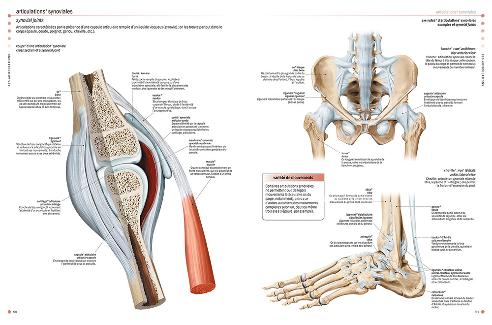 The Visual Dictionary Of The Human Body Qa International - 