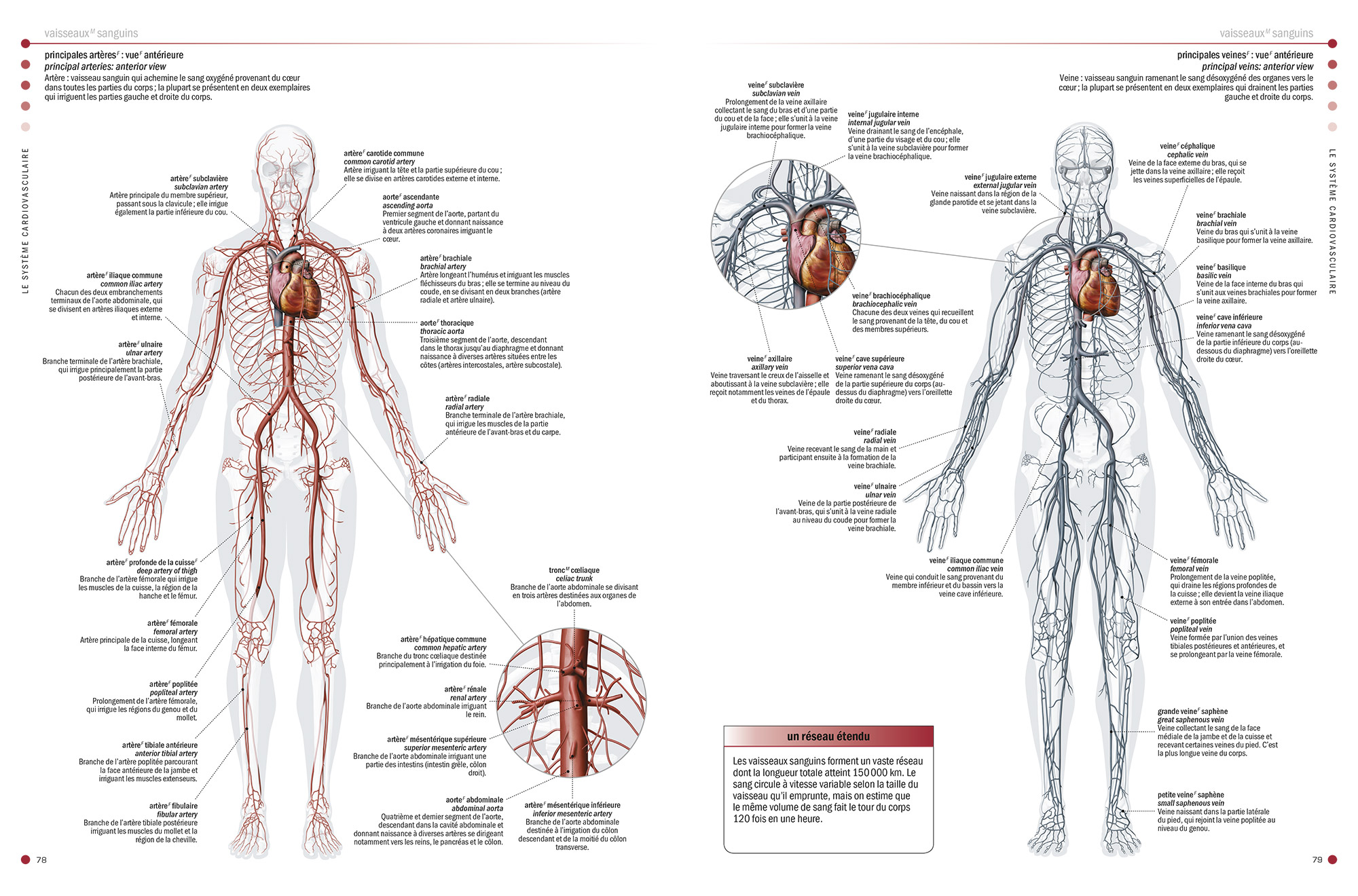 The Visual Dictionary of the Human Body - QA international